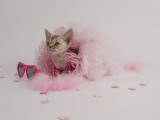 Devon Rex