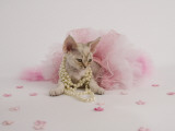 Devon Rex