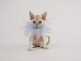 Devon Rex