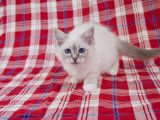 Birman