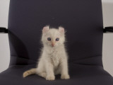 American Curl