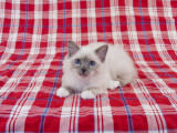 Birman