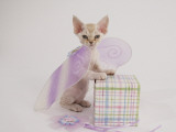 Devon Rex