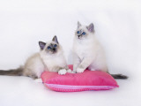 Birman