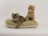 American Curl