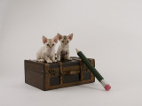 Devon Rex