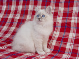 Birman