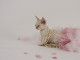 Devon Rex