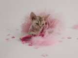 Devon Rex