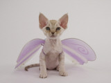 Devon Rex