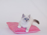 Birman