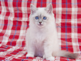 Birman
