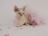 Devon Rex
