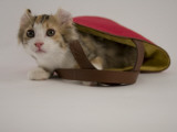 American Curl