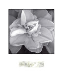 Rose for Romance II