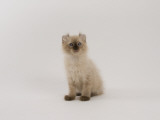 American Curl
