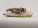 American Curl