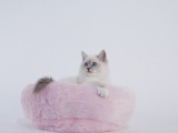 Birman