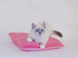 Birman