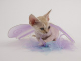 Devon Rex