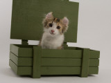 American Curl