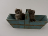 American Curl