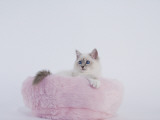 Birman
