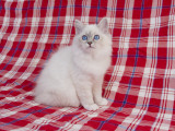 Birman