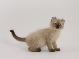 American Curl