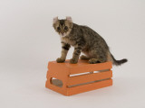 American Curl