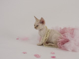 Devon Rex