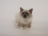 Birman