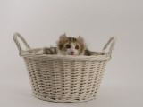 American Curl