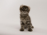 American Curl