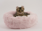 American Curl