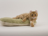 American Curl