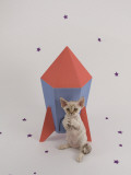 Devon Rex