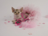 Devon Rex