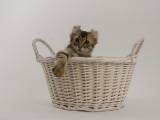American Curl