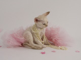Devon Rex