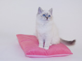 Birman