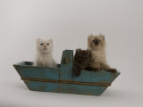 American Curl