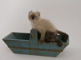 American Curl