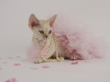 Devon Rex