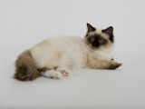Birman