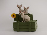 Devon Rex