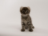 American Curl