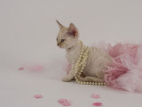 Devon Rex