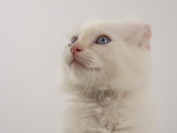 American Curl