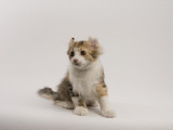American Curl